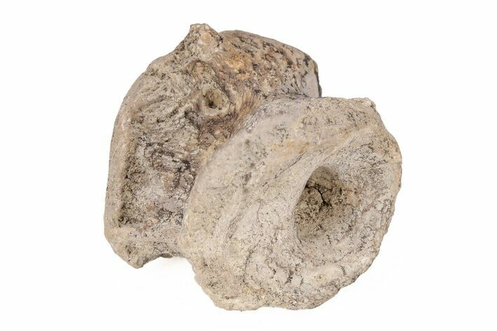 Dimetrodon Vertebra Fossil - Texas Red Beds #218712